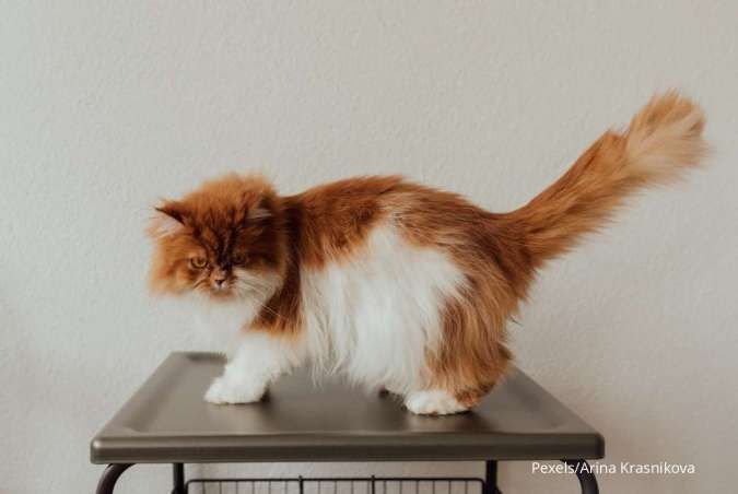 Mencari Ras Kucing yang Cocok untuk Lansia? Ini Rekomendasinya!