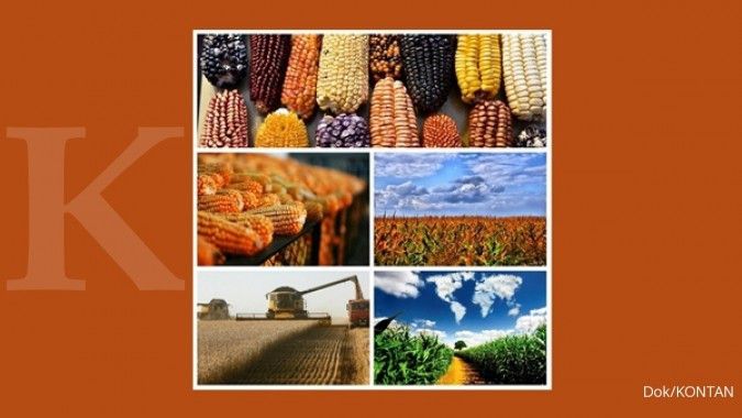 5 Negara penghasil jagung terbesar di Dunia