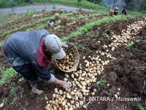 Kementrian Perdagangan tidak menerbitkan izin impor kentang