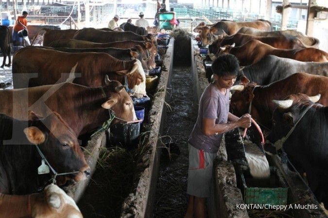 Mentan: Importir tak berwenang naikkan harga sapi
