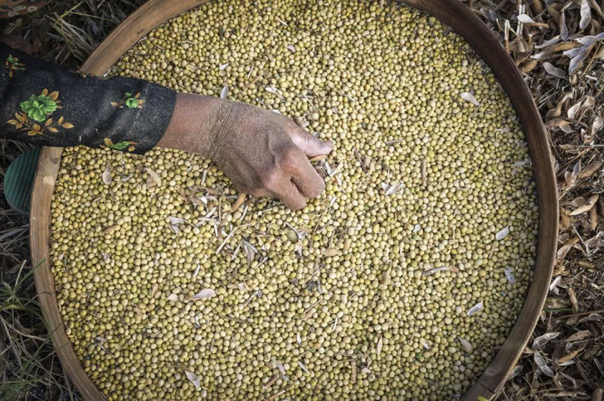 Menko Airlangga Sebut Petani Enggan Menanam Kedelai, Ini Alasannya