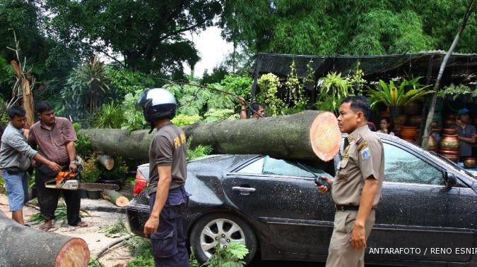 Waspada, 30% pohon di Jakarta rawan tumbang