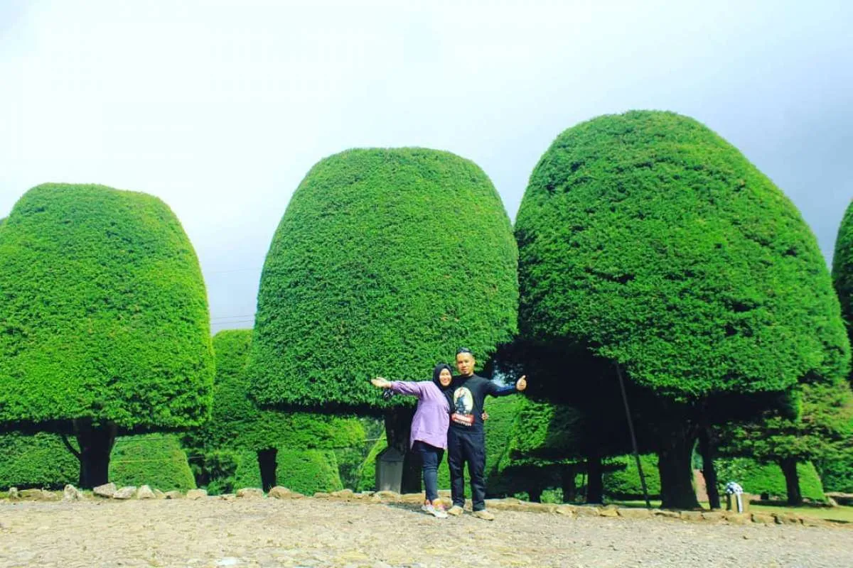 Seru! Menikmati pemandangan kebun teh di Bukit Jamur Rancabolang