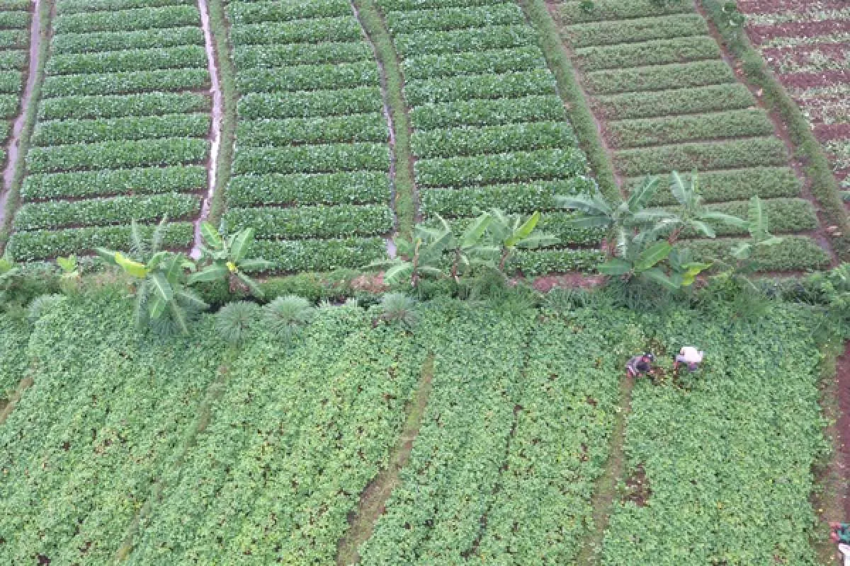 Dorong Ketahanan pangan, Kadin perkuat kemitraan dengan petani