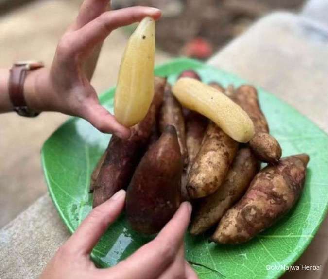 Profil Najwa Herbal: Menanam Umbi Yakon yang Mampu Mengubah Peruntungan Petani