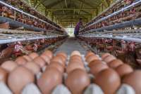 Kantor Staf Presiden Soroti Disparitas Harga Telur Tinggi Antar Daerah Capai 10,35%
