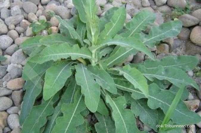 Manfaat tempuyung sebagai obat herbal: mengobati bisul sampai asam urat