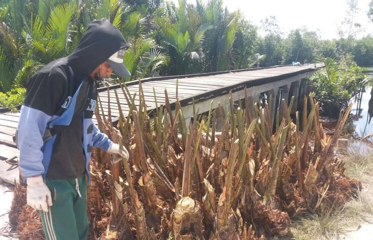 Begini strategi BRG dalam mendorong pemanfaatan gambut untuk lahan pertanian