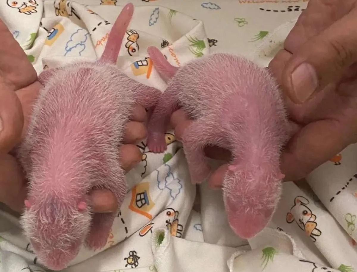 Panda Ying Ying di Hong Kong Melahirkan Anak Kembar!