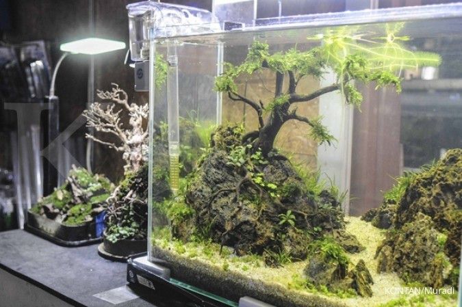 Aquascape, Konsep Menarik Pelihara Ikan dan Tanaman Sekaligus