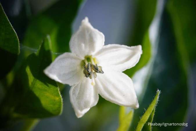 Tanaman Berbunga di Rumah Enggan Berbunga? Ini Penyebabnya