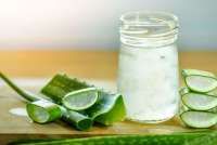 Benarkah Konsumsi Lidah Buaya Meningkatkan Risiko Kanker Usus