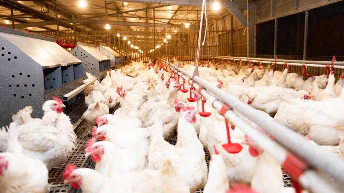 Harga Melesat, Direksi Janu Putra Sejahtera (AYAM) Tambah Kepemilikan Saham