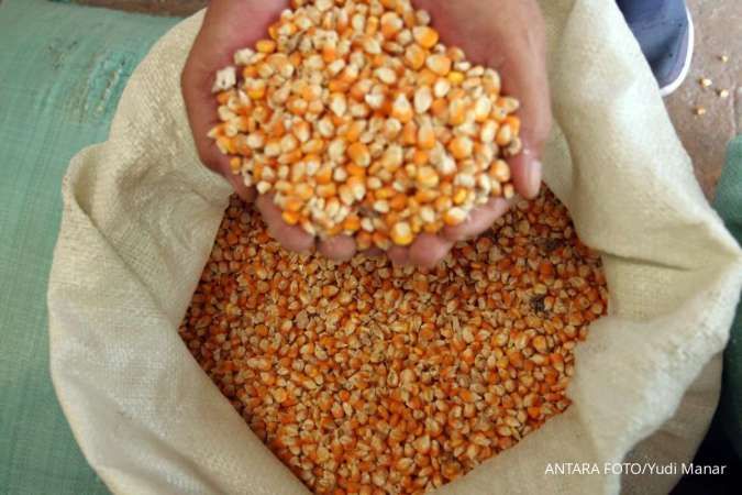 Harga Jagung Naik, Petani Nikmati Panen Raya Terbaik