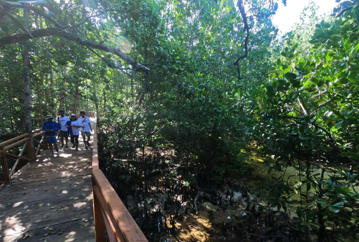 Rehabilitasi Mangrove 2021 Ditargetkan 33.000 Hektare