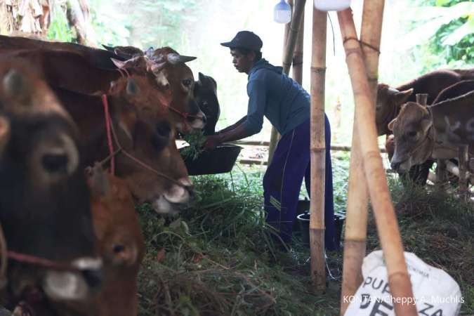 Ekonomi Kurban 2025 Diprediksi Turun Menjadi Rp 27,1 Triliun