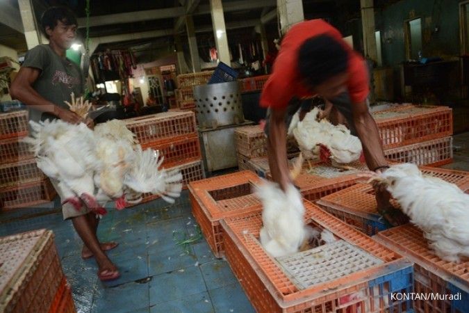 Usaha potong ayam orang Lamongan (1)