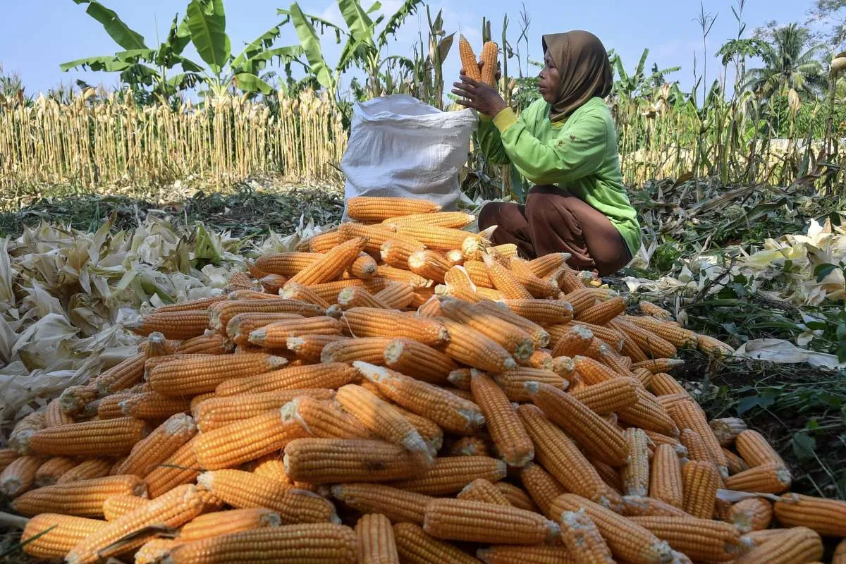 Harga Jagung dan Kedelai Menguat, Cuaca Ekstrem dan Permintaan China Jadi Penopang