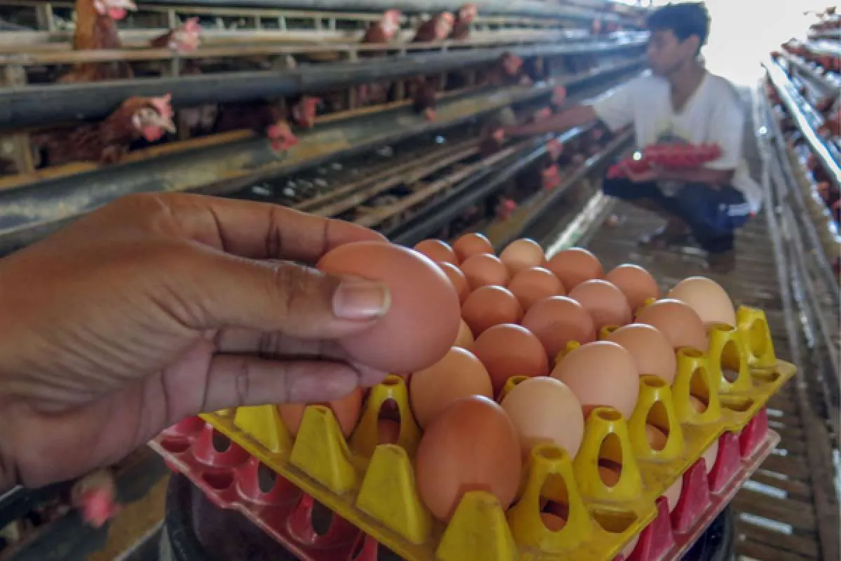 Harga telur ayam anjlok, ini langkah yang dilakukan Kementan
