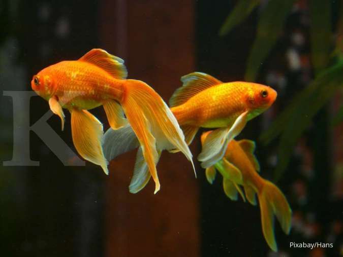 5 Penyebab ikan hias peliharaan malas menyantap makanan 