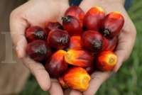 Perluasan Pasar Ekspor Dongkrak Kinerja Sinar Mas Agro (SMAR)