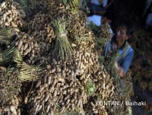 Pasokan seret, harga kacang tanah melonjak