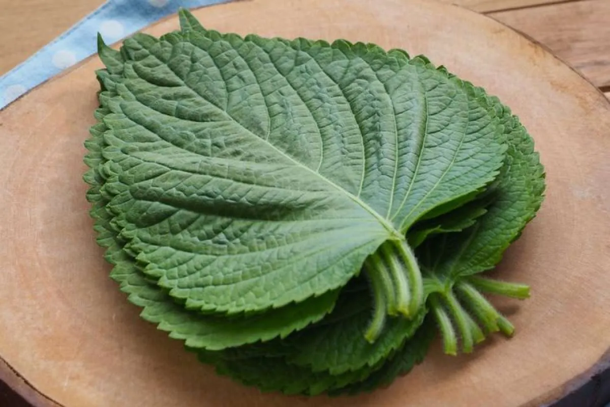 Ketahui 3 Manfaat Perilla untuk Kulit Wajah yang Perlu Anda Tahu