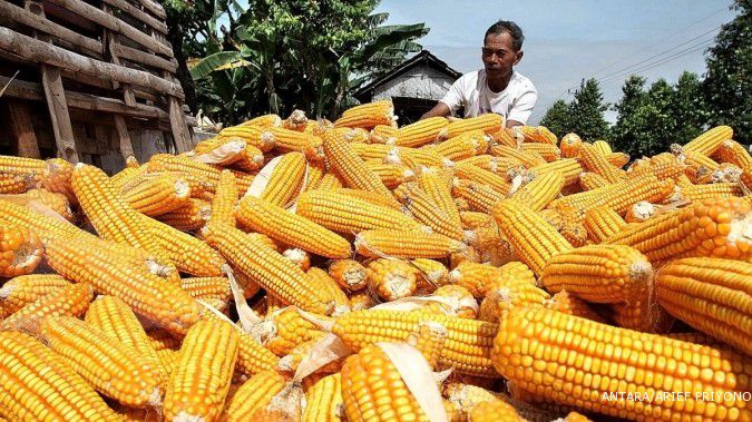 Impor jagung pakan ternak akan melonjak 86%