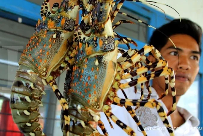 Police thwart attempt to smuggle 200k lobster eggs