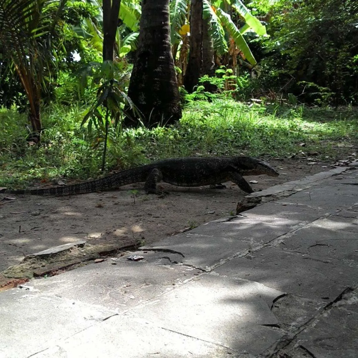 Cocok untuk pengunjung eksplorasi, Pulau Biawak ada di Indramayu