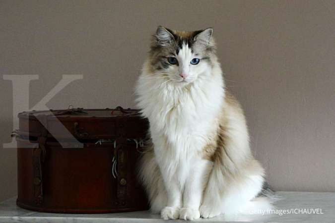 Kucing Ragdoll, kucing ramah yang mudah dipelihara