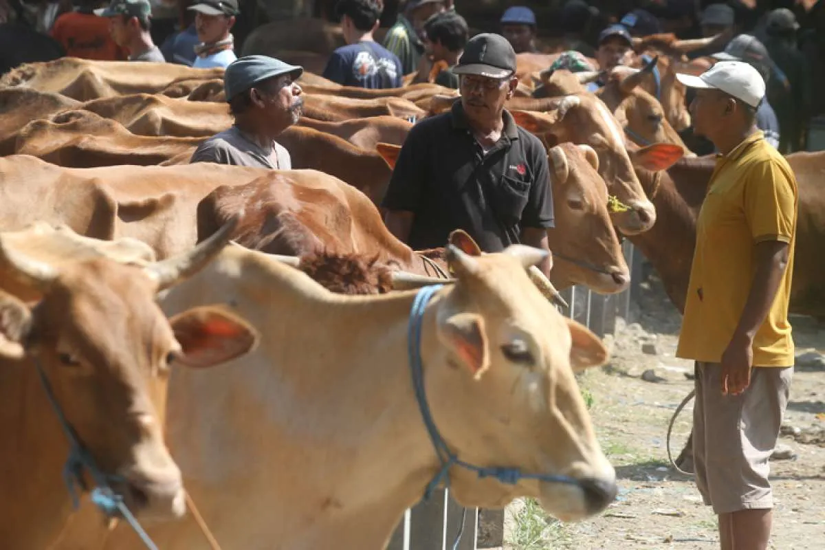 Idul Adha 1444 H, Cek Harga Sapi & Kambing Kurban 2023 Di Jakarta & Daerah Lain