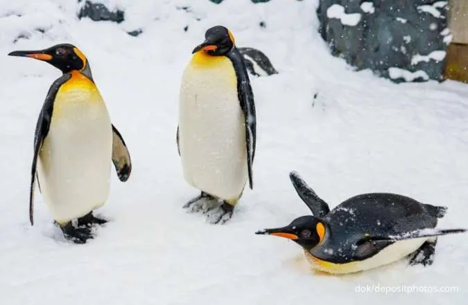 Hewan yang Bisa Hidup Tanpa Makan dan Minum: Penguin