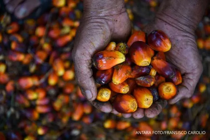 Indonesia to Review Palm Oil Export Levies, Policy May Not Change