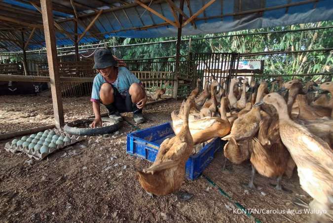 Ternak Bebek Petelur vs Bebek Pedaging, Mana yang Cocok untuk Pemula?