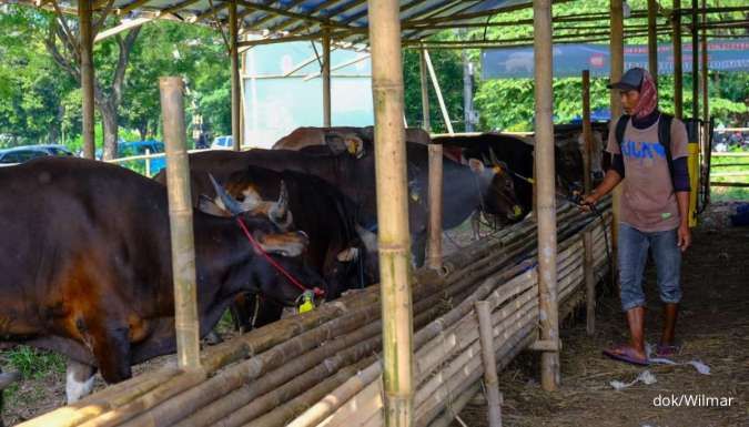 Menakar Potensi Ekonomi Hewan Kurban 2025 di Tengah Penurunan Daya Beli