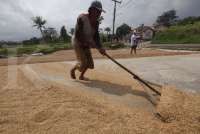 Harga Beras Diproyeksi Masih Akan Tinggi, NFA: GKP Rata-Rata Nasional di Atas HAP