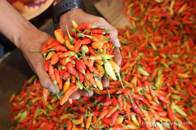 Harga Cabai Melonjak di Kalimantan Timur Hari Ini (12/11)