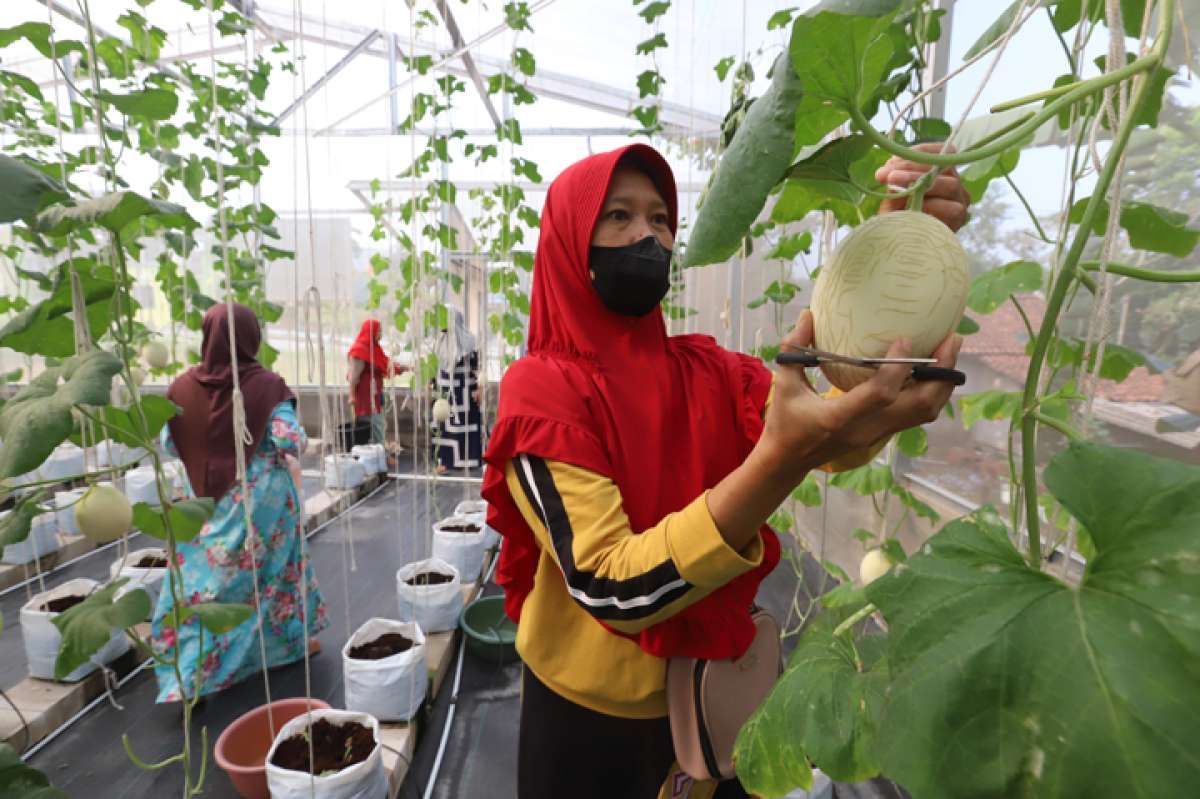 Iklim Kemarau Basah Membuat Petani Buah Gelisah