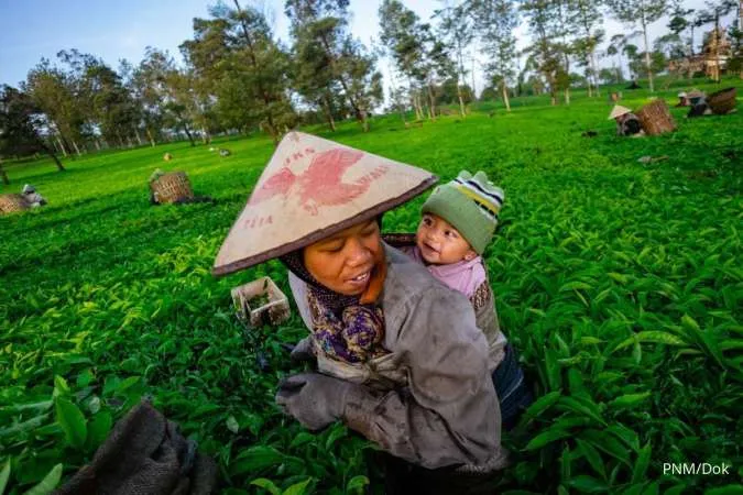 Ibu bawa anak sambil memetik daun teh