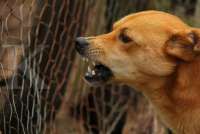 Mengenal Penyakit Rabies, Penyebab, Gejala, dan Langkah Penanganannya