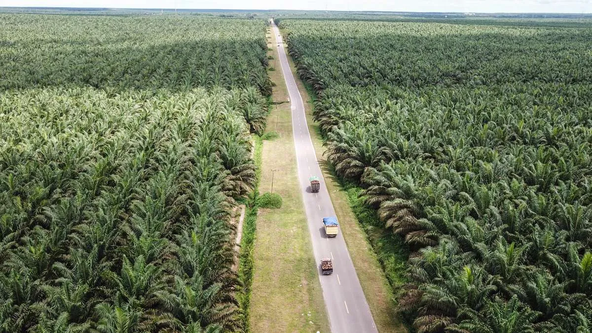 Program Kebun Plasma Berikan Dampak Pengganda Bagi Petani Sawit