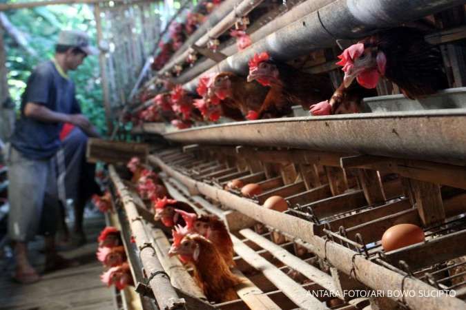 Peternak Tolak Rencana BPI Danantara Masuk Bisnis Unggas, Apa Alasannya?