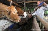 Pengusaha Peternakan Sapi Potong Dukung Keputusan Pemerintah Hapus Kuota Impor Sapi