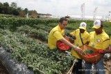 El Nino Ancam Petani Cabai, Benih Tahan Penyakit Jadi Solusi 