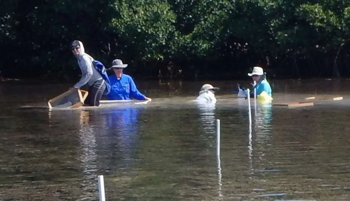 Bukan jadi benalu, ini loh peran bakteri yang tinggal di dalam kerang lumpur 