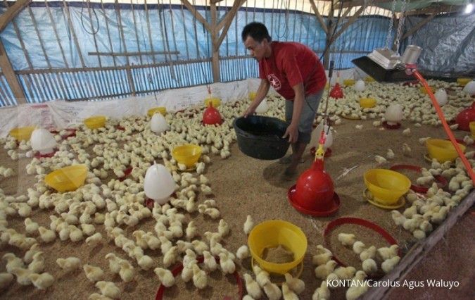 Pemangkasan produksi DOC tak angkat harga telur