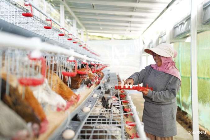 Bantu Ekonomi dan Pangan, PNM Bagikan 240 Ekor Ayam kepada Warga Semarang