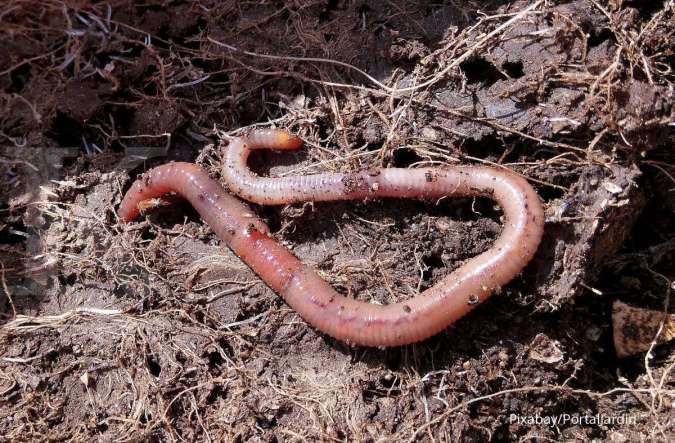 Ini Dia Manfaat Cacing untuk Pakan Ikan Hias