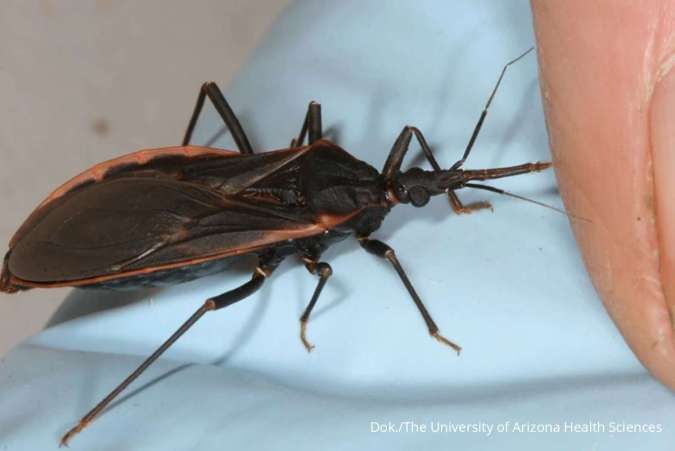 Kissing Bug
